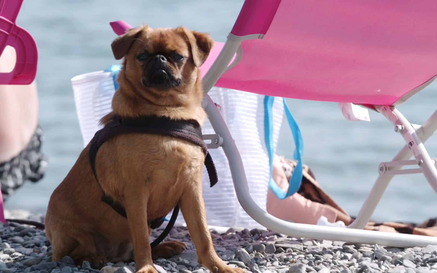 Camping mit Hund am Lago Maggiore