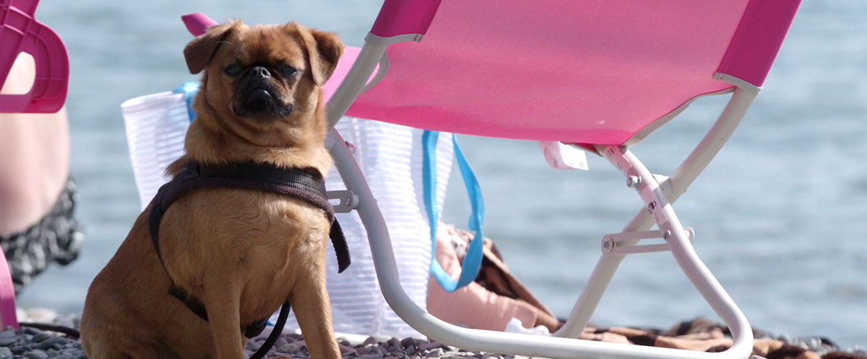 Campingplatz mit Hundestrand