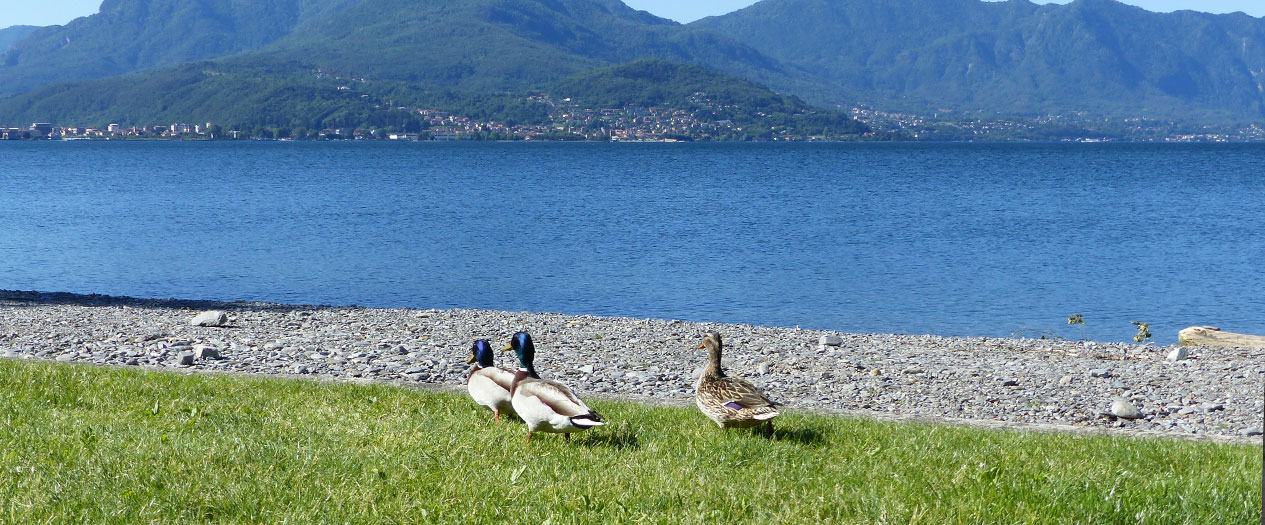 Die atemberaubende Natur vom Lago Maggiore