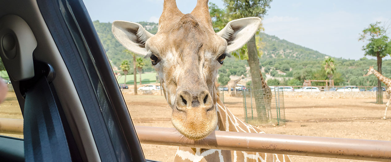 Safari Parks am Lago Maggiore besuchen